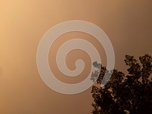 The evening sky was a dull golden color with trees below