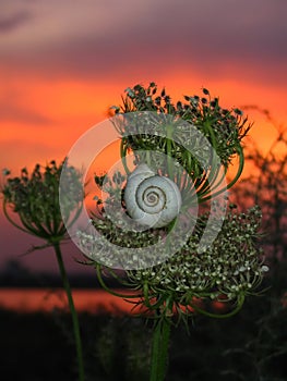 Evening Snail