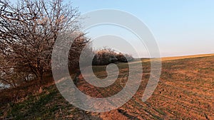 Evening spring rural landscape of wheat field with tree line dividing tree from large fish pond.