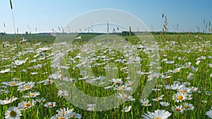 Evening summer landscape. Field of daisies and blue sky. Europe in summer evening. Slow motion.