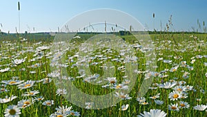 Evening summer landscape. Field of daisies and blue sky. Europe in summer evening. Slow motion.
