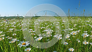 Evening summer landscape. Field of daisies and blue sky. Europe in summer evening. Wide shot.