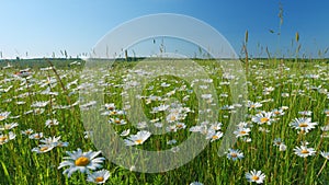 Evening summer landscape. Field of daisies and blue sky. Europe in summer evening. Wide shot.