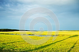 Evening Summer Landscape