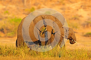 Evening sun in Africa. Elephant walking in water with yellow and green grass, Big animal in nature habitat, Chobe sunset, Botswana