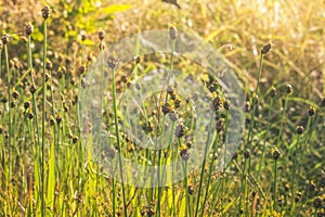 Evening sun light grass background