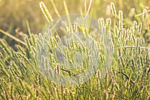Evening sun light grass background