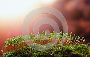 Evening sun over mossy mound