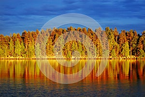 Evening sun on pine forest by a lake