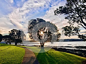 In the evening the sun shines through the heart of the tree at beach.