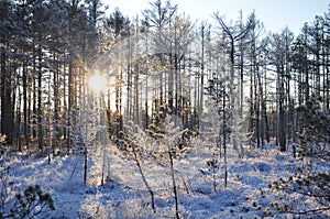 Evening sun shining trough trees and making long shadows in snowy and frozen bog grown by small pine trees and moorland sedge photo