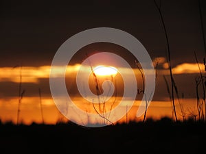 Thin blades of grass against the sunset