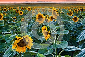 Evening With The Sunflowers