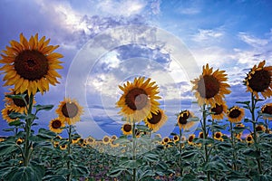 Evening Sunflowers