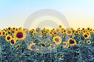 Evening sunflowers field