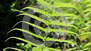 Evening sunlight goes through large divided fern frond