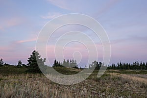 Evening sunlight and spruce tree on the coast, pink clouds and blue sky background. Beach in summer. Seaside forest nature