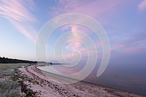 Evening sunlight and spruce tree on the coast, pink clouds and blue sky background. Beach in summer. Seaside forest nature