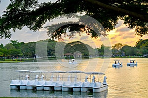 Evening sunlight and swan spinning boat in the lake the park in