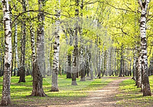 Evening sunny birch park with first greens in May