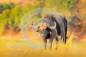 Evening sunset in Africa. African Buffalo, Cyncerus cafer, standing on the river bank, Chobe, Botswana