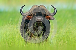 Evening sunset in Africa. African Buffalo, Cyncerus cafer, standing on the river bank, Chobe, Botswana.