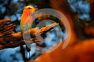 Evening sunset with bird on the tree. Beautiful African bird, close-up portrait. Detail portrait of beautiful bird. Lilac-breasted