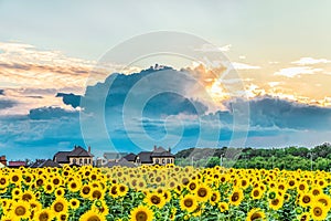 Evening sunset and dark rain clouds over a blooming sunflower field and suburbian homes