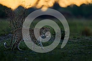 Evening sunset with leopard, nature habitat in Okavango delta, Botswana in Africa. Night in nature, big cat walk in grass, orange
