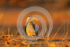 Evening sunset light with hornbill. Southern Yellow-billed Hornbill, Tockus leucomelas. Etosha, Namibia, Africa. Detail portrait