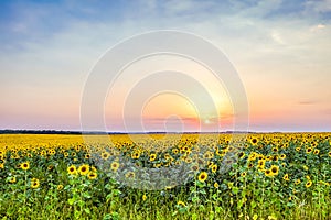 Evening sunset over a field of blooming sunflowers