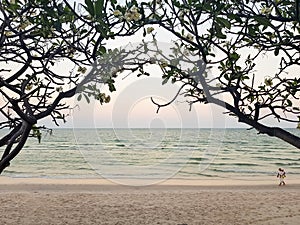 Evening sunset pastel seaview and white sandy beach through beautiful silhouette Plumeria or Frangipani flower tree arch