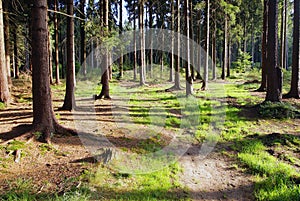 Evening sunshine in forest