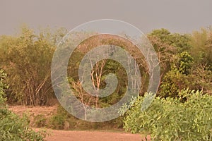 Evening time time color tree in india