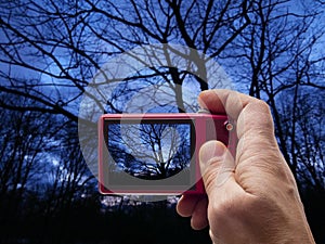 Evening Tree Silhouette in camera viewfinder