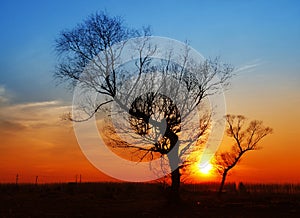 In the evening, the tree silhouette,