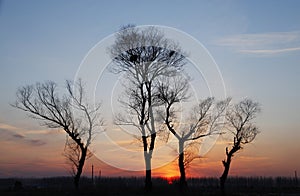 In the evening, the tree silhouette