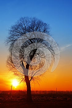 In the evening, the tree silhouette,