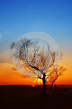 In the evening, the tree silhouette,