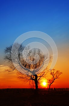 In the evening, the tree silhouette,