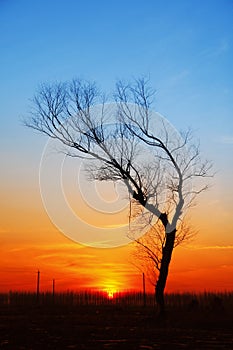 In the evening, the tree silhouette,