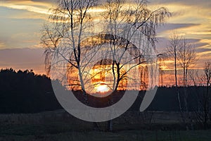 The evening, the tree silhouette, very beautiful