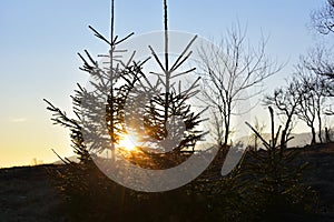 The evening, the tree silhouette, very beautiful