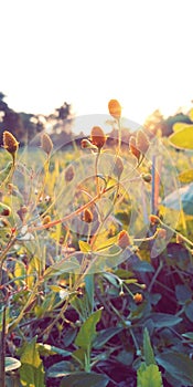 Evening tree in villages