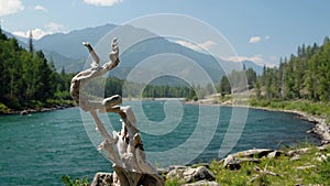 Evening video of Altai landscape with river Katun, snag and boulders. Altai, Siberia, Russia