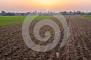 Fields in Masovia region photo