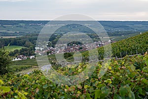 Evening view on green premier cru champagne vineyards and fields near village Hautvillers and Cumieres and Marne river valley, photo