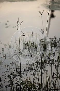 An evening view of lake surrounded by trees and plants