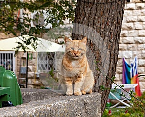 Evening  view of a large adult red cat sits on a concrete fence on quiet residential Zeev Jabotinsky Street in the old district of