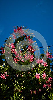 Evening view of pink flowers with sky background in Jammu, India